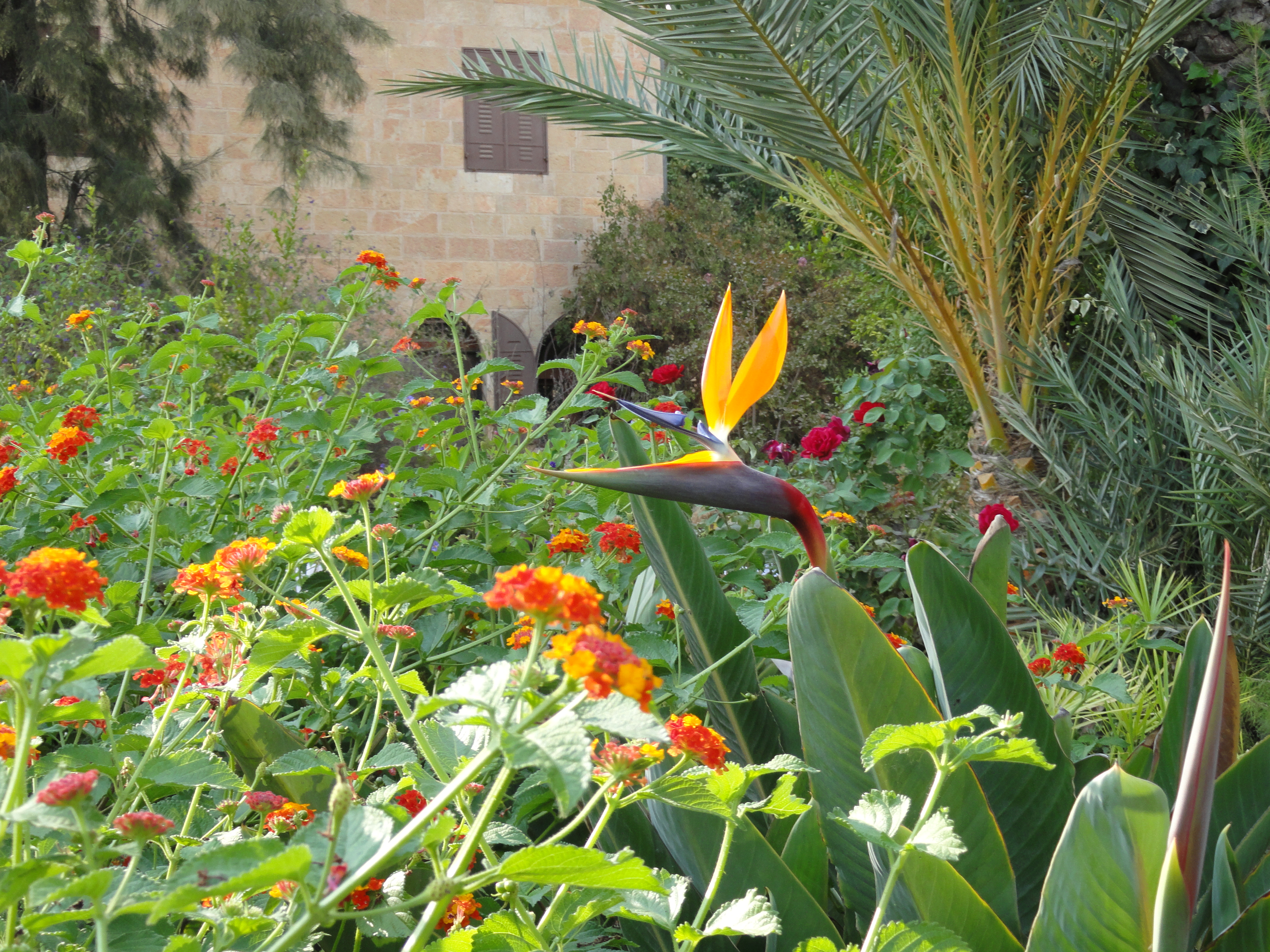 bird of paradise image, garden of Christian Embassy in Jerusalem