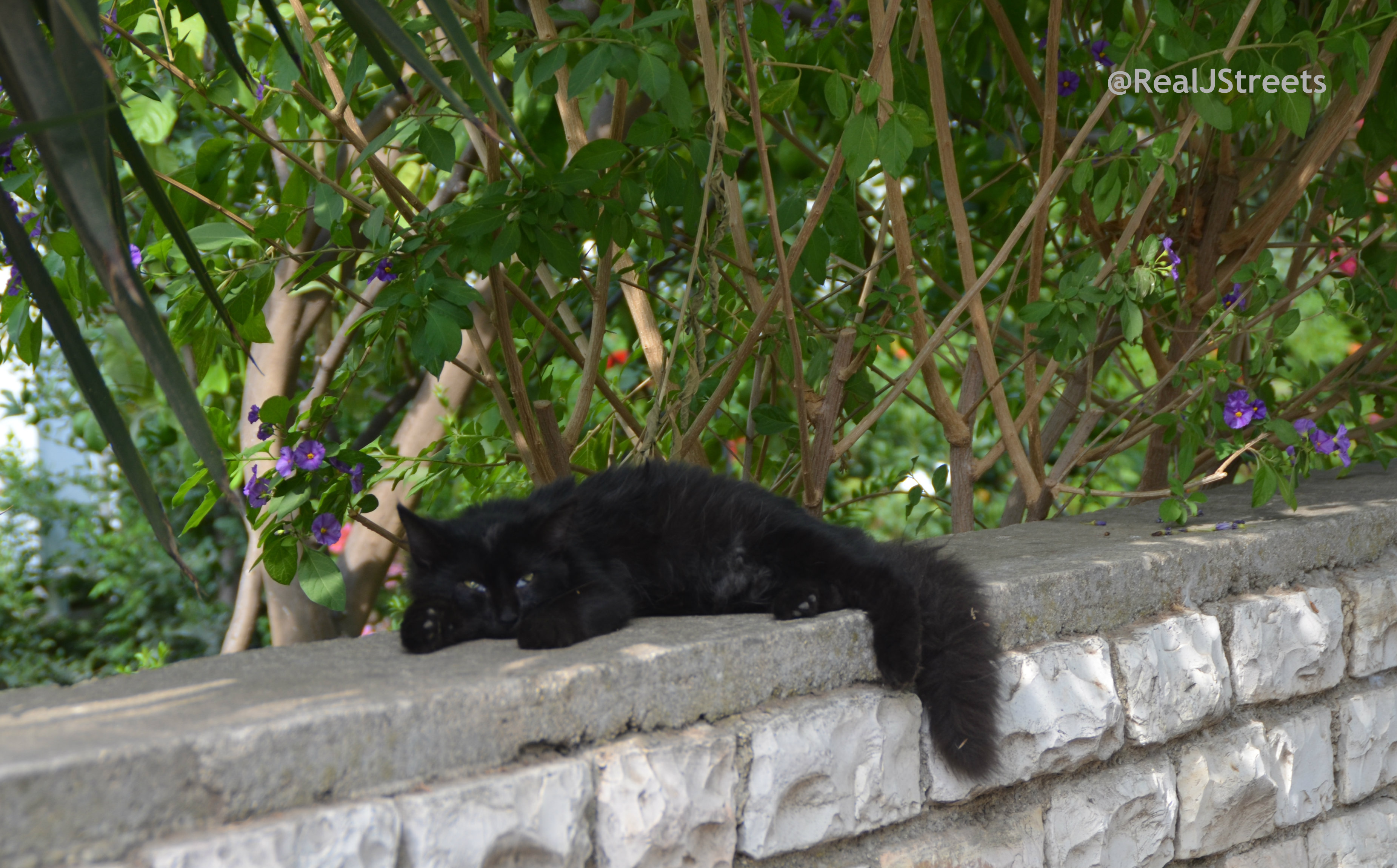 image black cat, Jerusalem cat